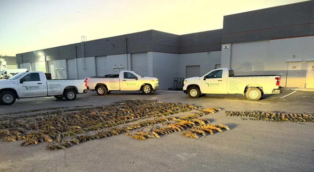 IggyTrap trucks parked outside with a collection of frozen iguanas laid out on the ground, highlighting iguana removal services in South Florida.