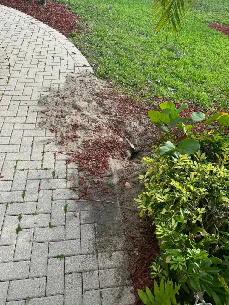 Curved paver walkway with displaced red mulch and sand caused by iguana burrowing damage