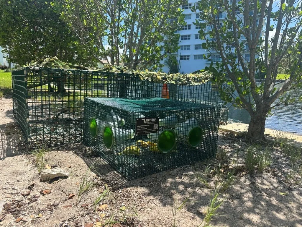 Two green wire IggyTrap cages set on sandy ground beside water for iguana removal